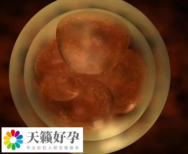 肥胖會(huì)影響卵子質(zhì)量
