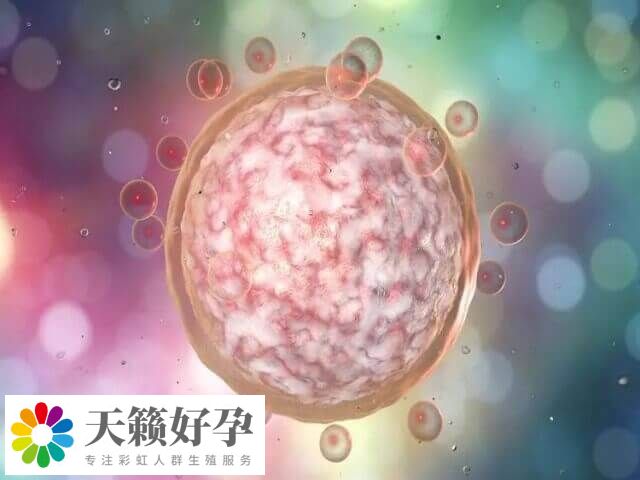 囊胚評級中的4BB帶一個減號屬于中等質(zhì)量囊胚